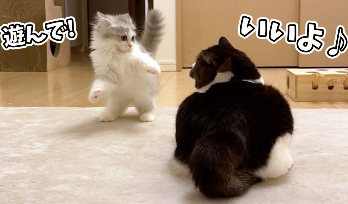 まるで本当の兄弟のように新入り子猫を可愛がる息子猫の変化がすごかった！