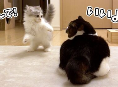 まるで本当の兄弟のように新入り子猫を可愛がる息子猫の変化がすごかった!