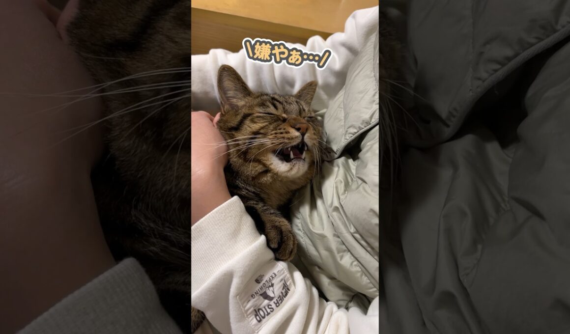 「嫌やぁ…」と大好きな嫁から絶対に離れない猫