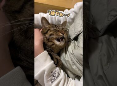 「嫌やぁ…」と大好きな嫁から絶対に離れない猫