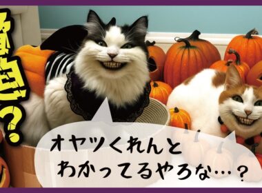 【極悪】とんでもないイタズラをすると脅迫してくる猫たち【ハロウィン】