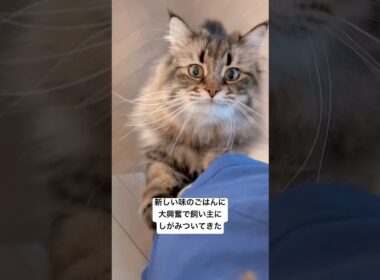 飼い主しがみつきネコたん #サイベリアン #cat #猫 #ヤマネコ