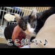 体調が良くなったら甘えん坊に変化した子猫