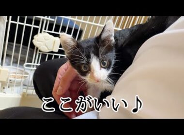 体調が良くなったら甘えん坊に変化した子猫