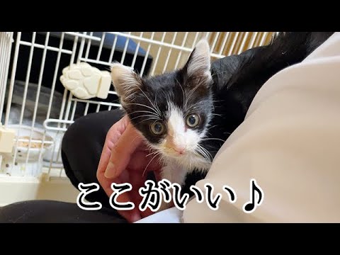 体調が良くなったら甘えん坊に変化した子猫