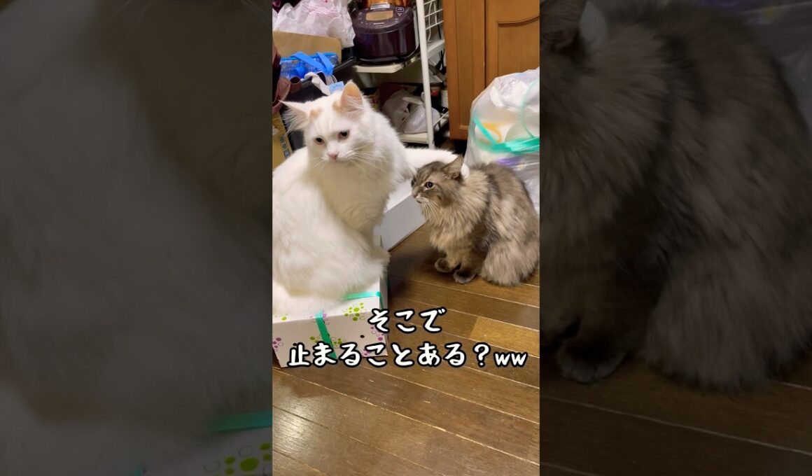 戦いの最中に忘れてしまうおチビ #ラガマフィン #メインクーン