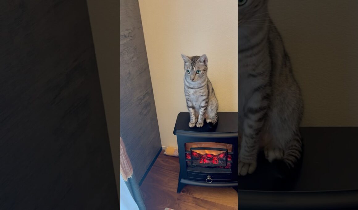 ユキオ燃えるよ🔥ヒーターだから大丈夫😹#癒し動画 #cat #ベンガル #bengalcat #暖炉の雰囲気 #ocicat #ねこ
