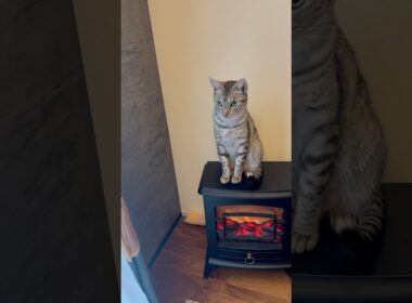 ユキオ燃えるよ🔥ヒーターだから大丈夫😹#癒し動画 #cat #ベンガル #bengalcat #暖炉の雰囲気 #ocicat #ねこ