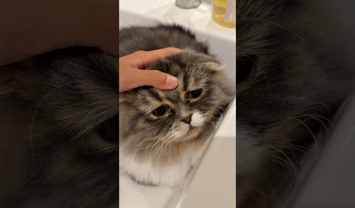 もう…なんでもいいや…😇 #スコティッシュフォールド #ねこ #猫 #cat #ねこ動画 #ぷく #もふ