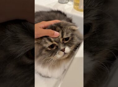 もう…なんでもいいや…😇 #スコティッシュフォールド #ねこ #猫 #cat #ねこ動画 #ぷく #もふ