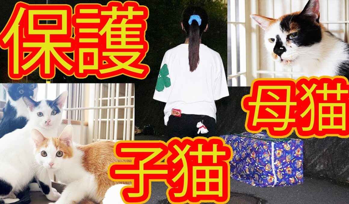 【緊急保護】子猫3匹家猫へ 母猫体調崩して生死さまよう 生きてとボランティアさん寝ずの看病 経過報告