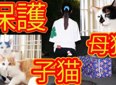 【緊急保護】子猫3匹家猫へ 母猫体調崩して生死さまよう 生きてとボランティアさん寝ずの看病 経過報告
