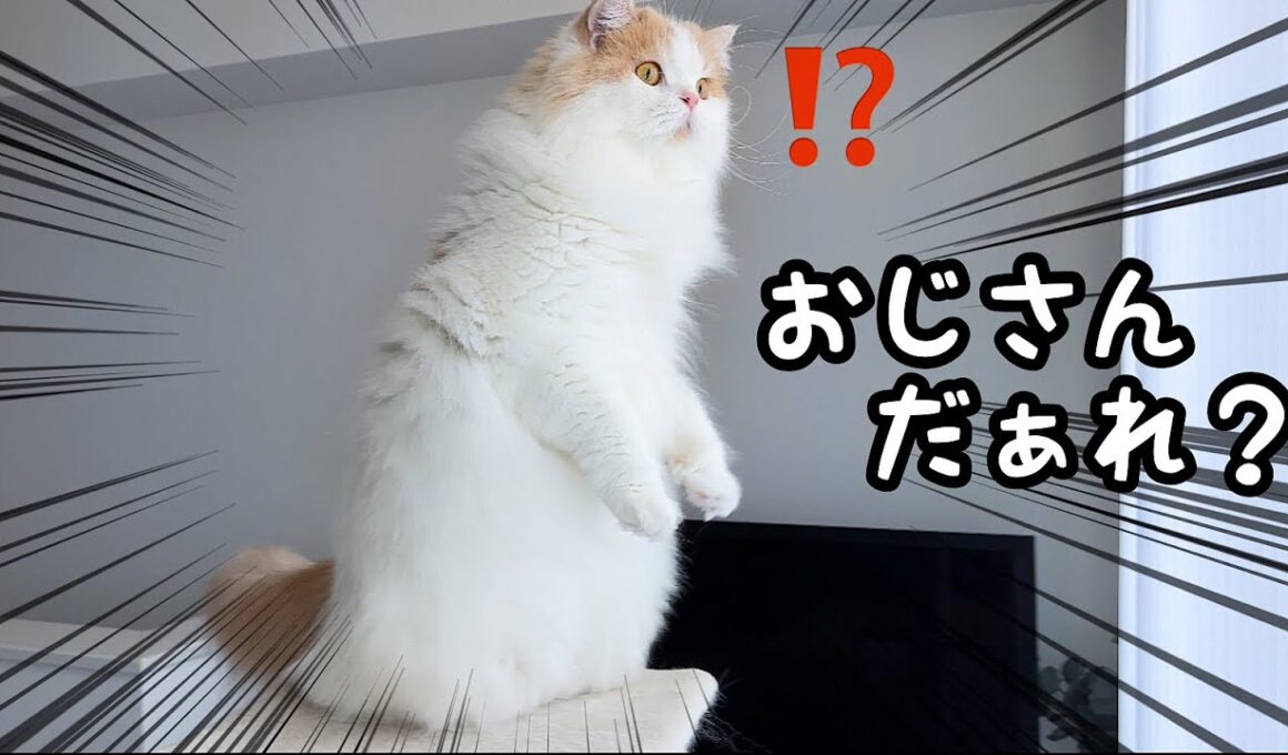 クレーン車に乗ったおじさんが窓の外に現れて困惑する猫（笑）