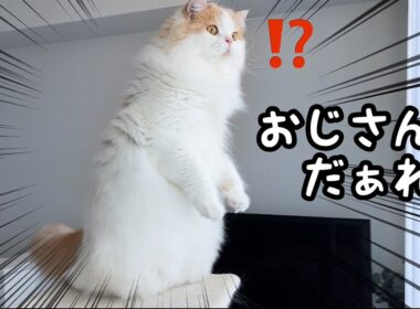 クレーン車に乗ったおじさんが窓の外に現れて困惑する猫（笑）