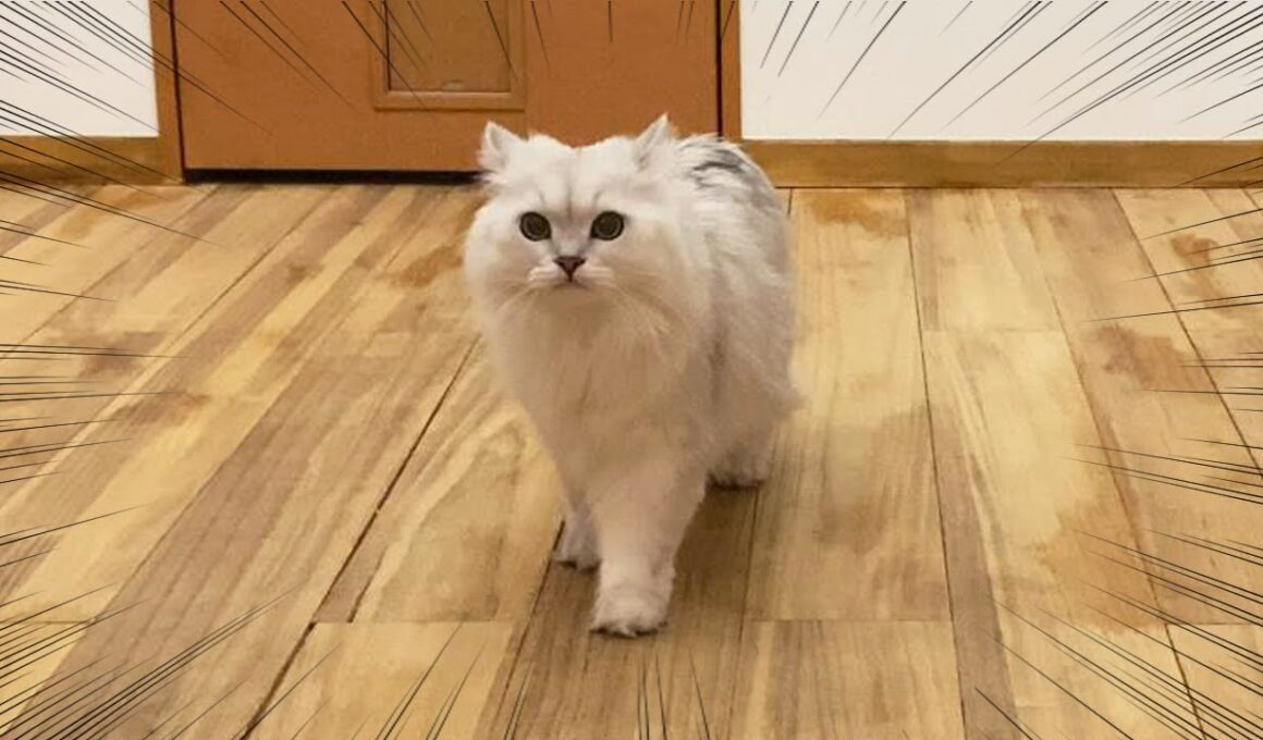 雷の音にビックリして甘えてくる猫がこちらです