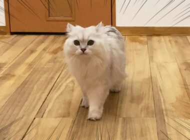 雷の音にビックリして甘えてくる猫がこちらです