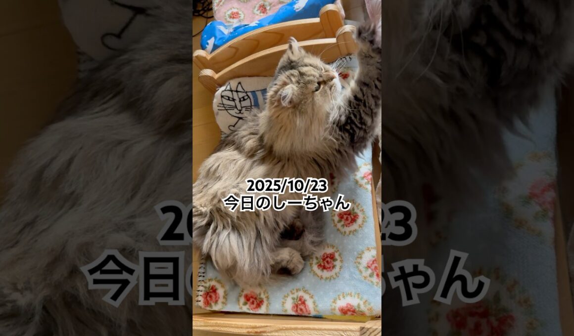2025/10/23今日のしーちゃん #猫 #ペルシャ #シエル #cat #猫のいる暮らし