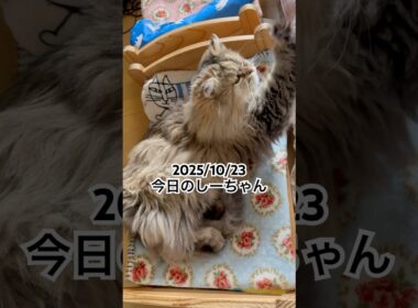 2025/10/23今日のしーちゃん #猫 #ペルシャ #シエル #cat #猫のいる暮らし