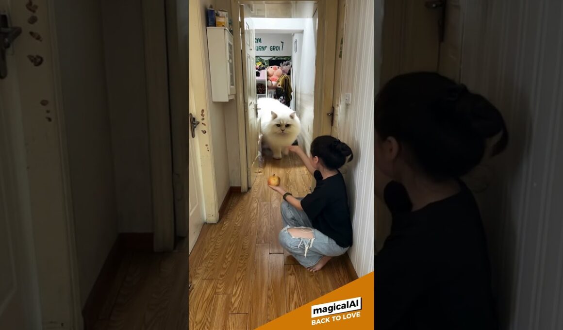 Summon a giant Turkish Angora cat #cat #cats #catlover #catvideos #catlovers #catlovers  #aiart #ai