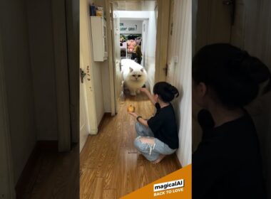 Summon a giant Turkish Angora cat #cat #cats #catlover #catvideos #catlovers #catlovers  #aiart #ai