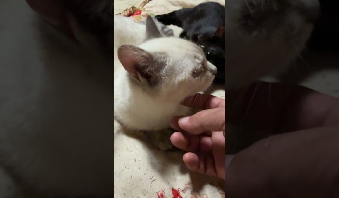 今回は、カメラのフラッシュoffにしたよ、シャムの子ネコ雫、なでなで。黒猫の黒夢、起きて、キョトン