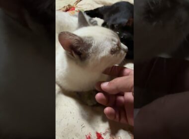 今回は、カメラのフラッシュoffにしたよ、シャムの子ネコ雫、なでなで。黒猫の黒夢、起きて、キョトン