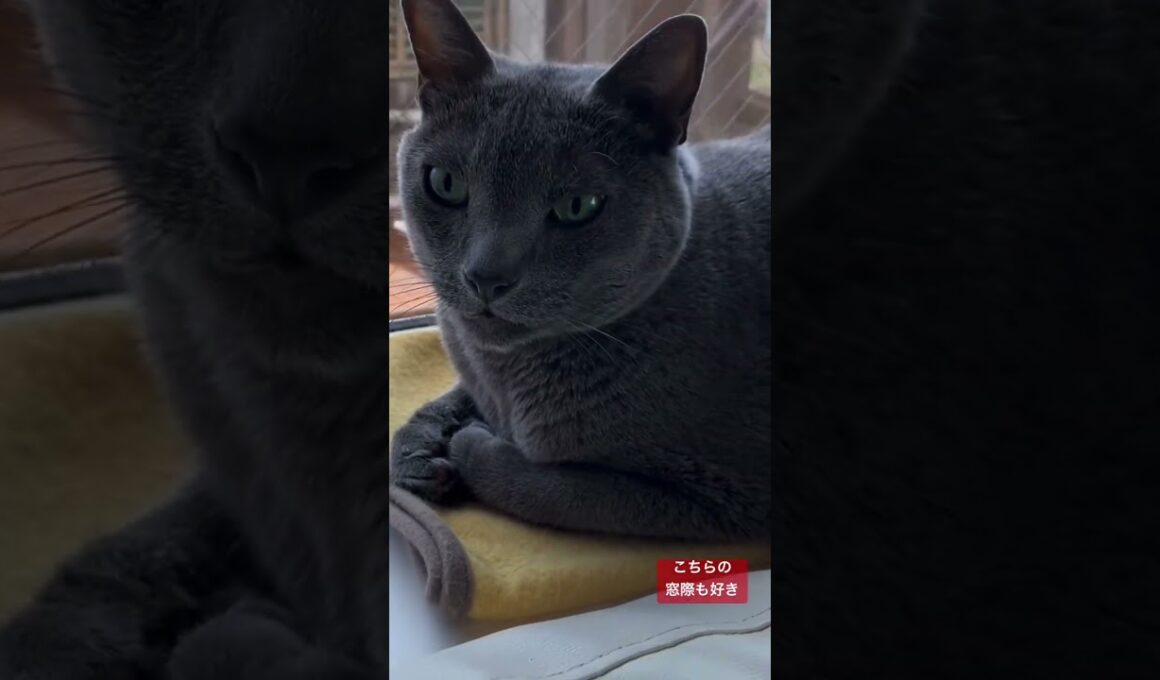 こちらの窓際も好き