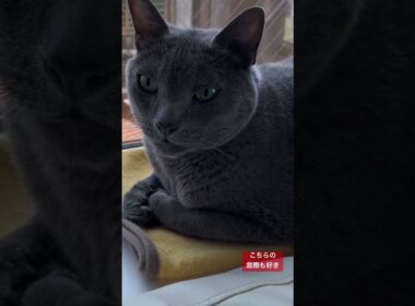 こちらの窓際も好き