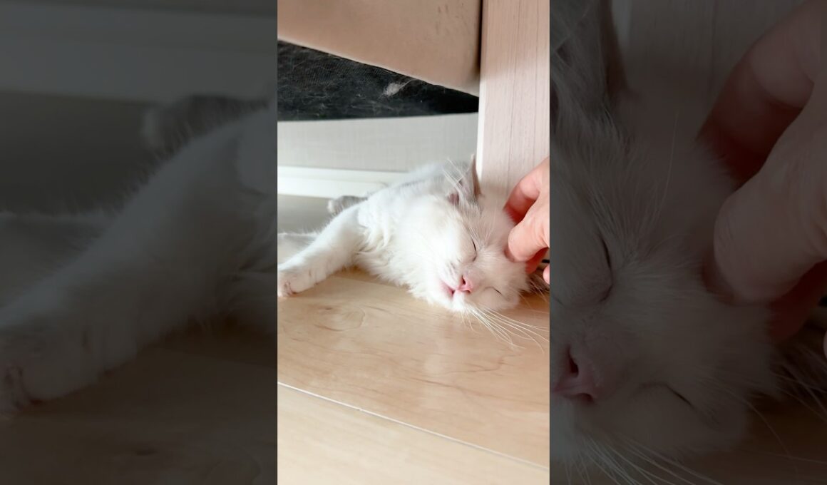 ソファ下でねむねむなラグドールの子猫🐾