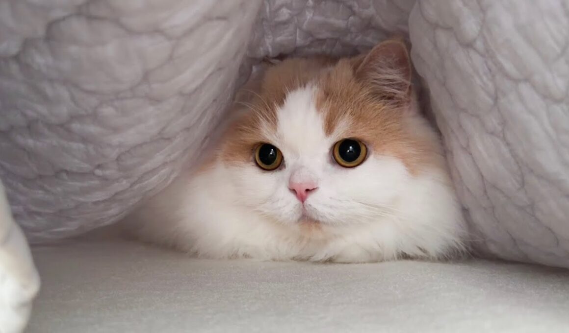 子猫の頃を思い出した猫の行動がかわいすぎました！