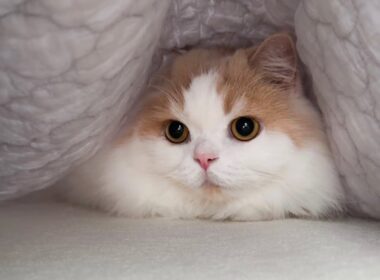 子猫の頃を思い出した猫の行動がかわいすぎました!