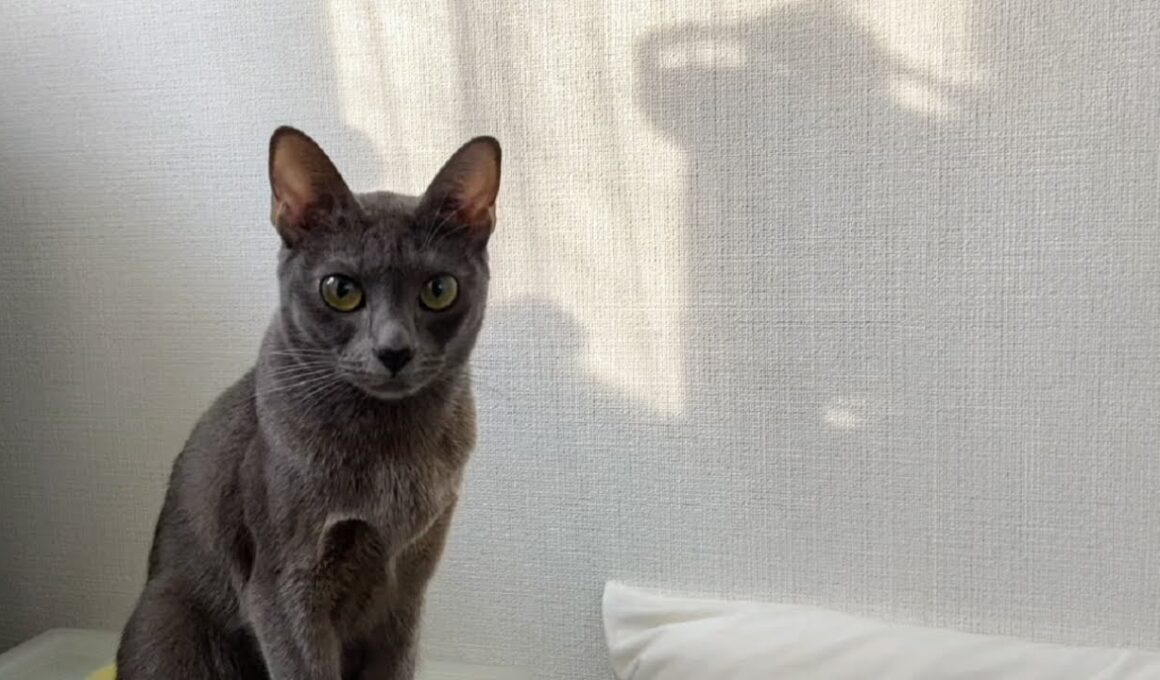 Fantastic cat in the morning sun | Lucky Korat Cat