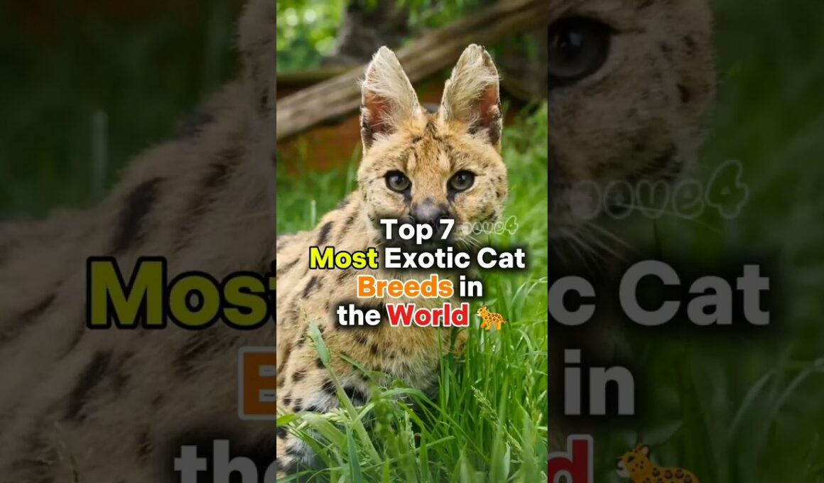 Top 7 Exotic Cat Breeds You Won’t Believe Exist 😱🐆