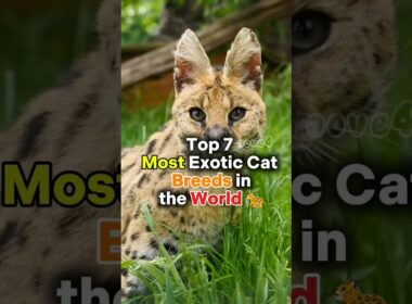 Top 7 Exotic Cat Breeds You Won’t Believe Exist 😱🐆