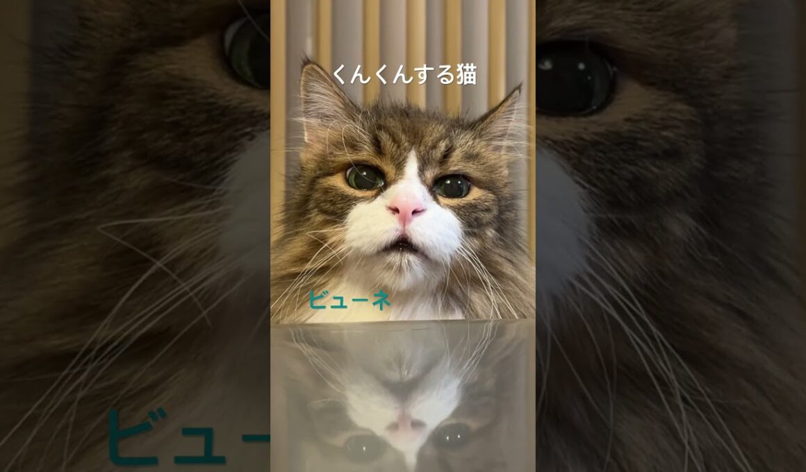 飼主の夕飯をくんくんする猫#cat #ノルウェージャンフォレストキャット #猫のいる暮らし #猫 #cats #かわいい猫 #cute