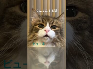 飼主の夕飯をくんくんする猫#cat #ノルウェージャンフォレストキャット #猫のいる暮らし #猫 #cats #かわいい猫 #cute