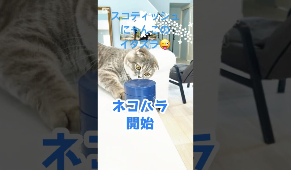 イタズラは困るけどかわいい🩷うちの子のネコハラ✨#猫のいる暮らし