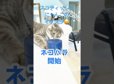 イタズラは困るけどかわいい🩷うちの子のネコハラ✨#猫のいる暮らし