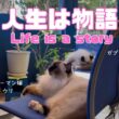 バーマン猫ウリとガブとラフ【人生は物語】Life is a story(バーマン猫)Birman/Cat