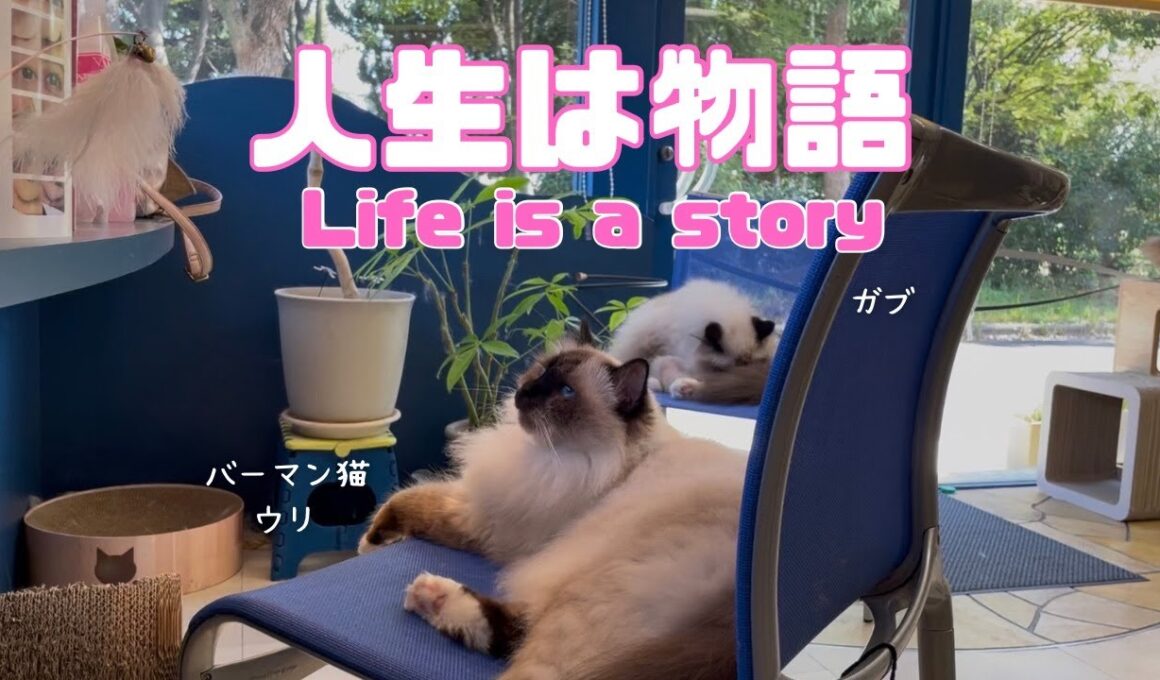 バーマン猫ウリとガブとラフ【人生は物語】Life is a story（バーマン猫）Birman/Cat