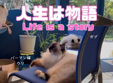 バーマン猫ウリとガブとラフ【人生は物語】Life is a story（バーマン猫）Birman/Cat