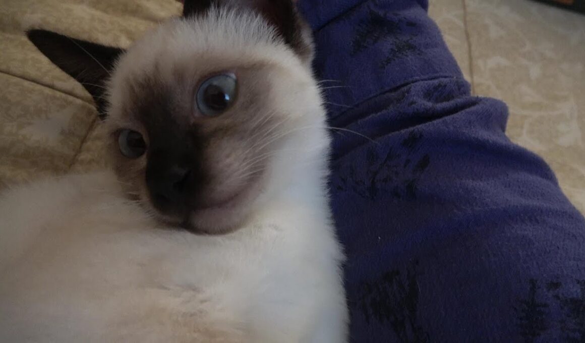 飼い主がうたた寝中のシャム子猫の甘え捲る姿😻😹