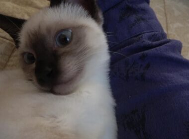 飼い主がうたた寝中のシャム子猫の甘え捲る姿😻😹