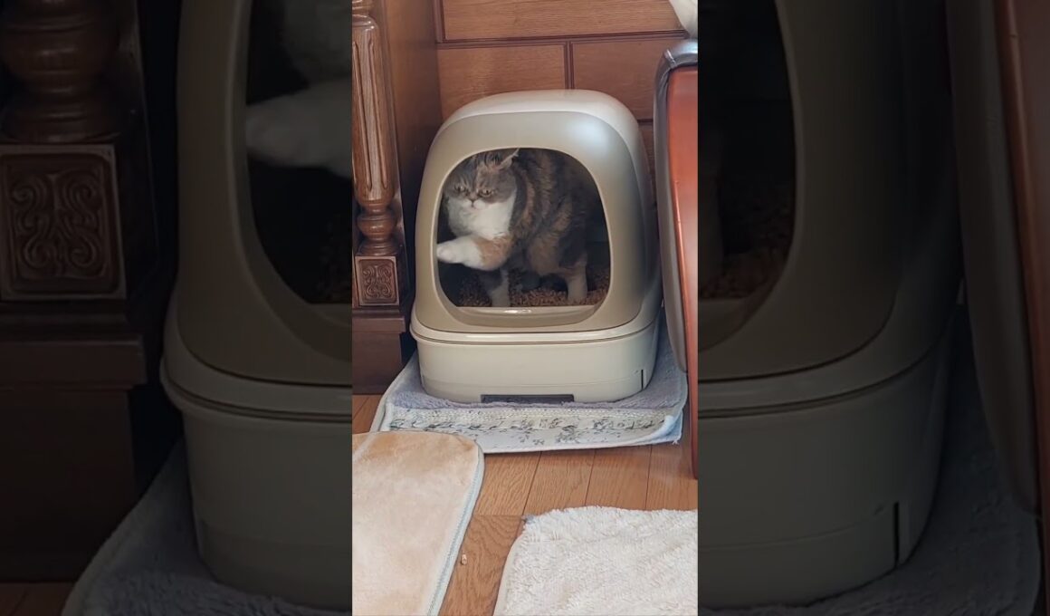 「トイレ後💡執拗にカリカリする愛猫まりちゃん」でした…