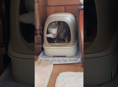 「トイレ後💡執拗にカリカリする愛猫まりちゃん」でした…