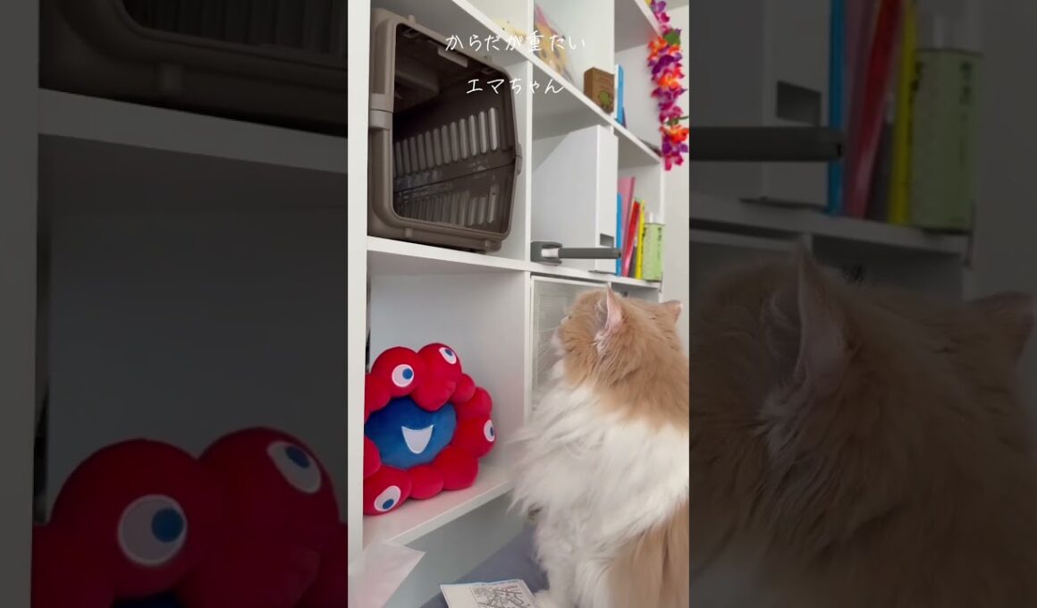 【猫のいる暮らし】#スコティッシュフォールド #ペルシャ #cat