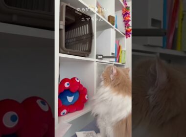 【猫のいる暮らし】#スコティッシュフォールド #ペルシャ #cat