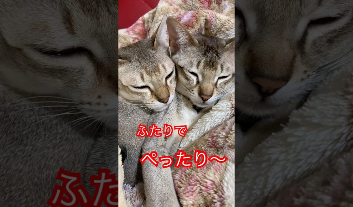くっついてます　#シンガプーラ  #猫のいるくらし