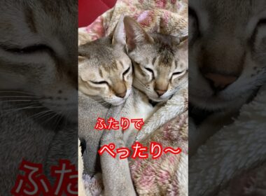 くっついてます　#シンガプーラ  #猫のいるくらし