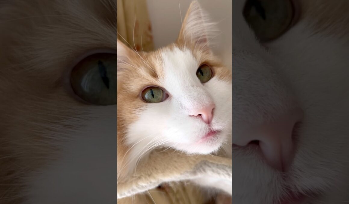 朝のリラックスタイム #ノルウェージャンフォレストキャット#norwegianforestcat#猫#cat#猫のいる暮らし#猫可愛い#リラックス #キャットタワー#ハンモック